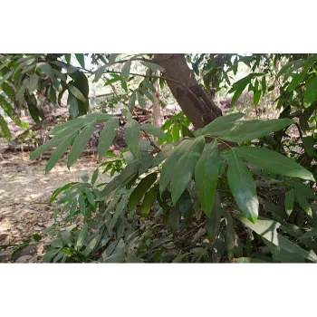 Natural Mahogany Plants